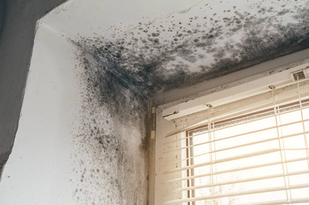 Trusted Black Mold Removal service in Alexandria, VA - Cheap Mold Removal