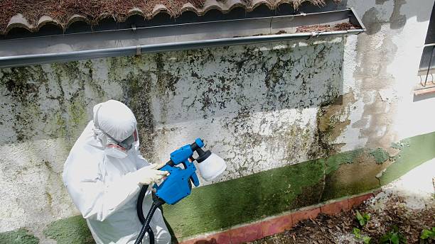 Trusted Commercial Mold Remediation service in Alexandria, VA - Cheap Mold Removal